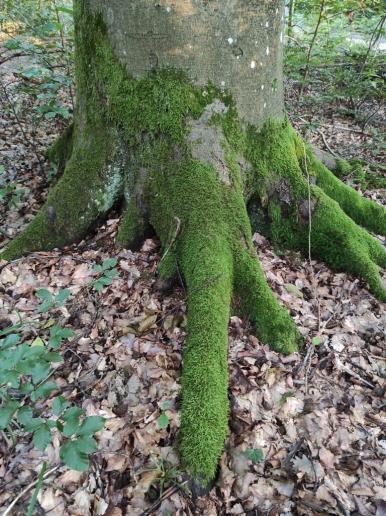 Baum mit grünen Strümpfen