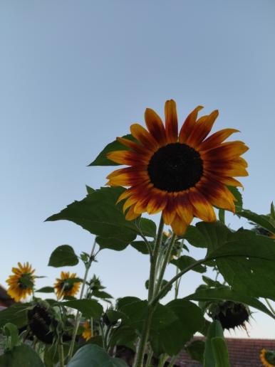 Sonnenblume am Hofgut Wöpplingsberg