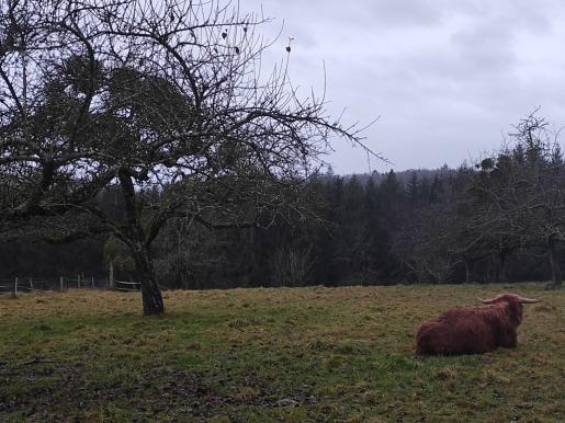 Wiese beim Stilzerfritz