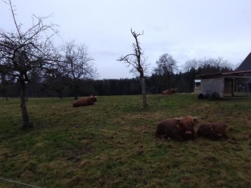 schottische Rinder auf der Wiese