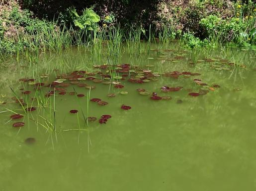 Seerosen im Fischteich