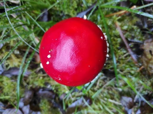 Roter Pilz zeigt Weg zum Hünersedel