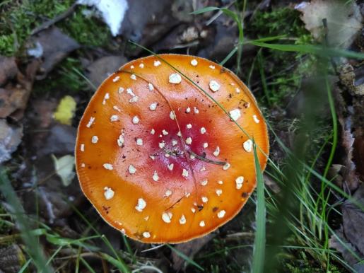 Pilze auf dem Wanderweg