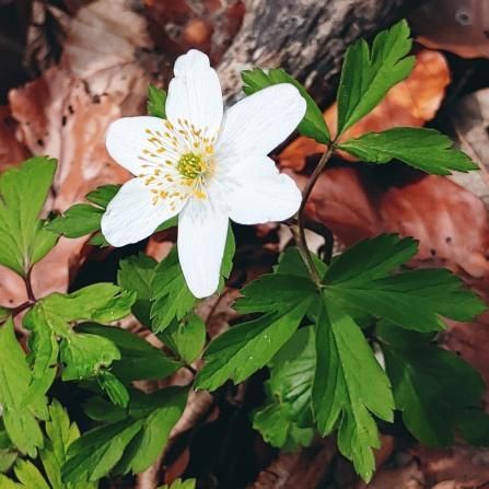 es grüsst der Frühling