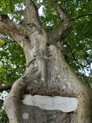 alte Wegmarkerung im Baum