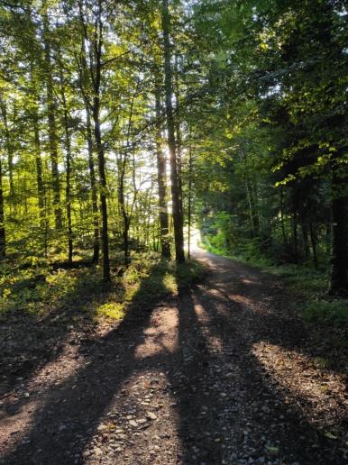 Abendlicht im Wald bei Wöpplingsberg