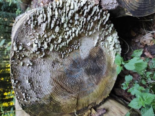 Holz in Kombination mit Pilzen