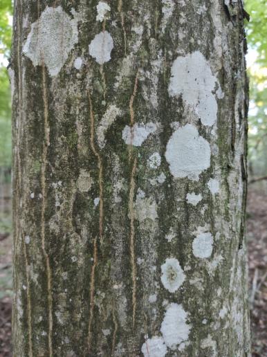 Baum mit Muster
