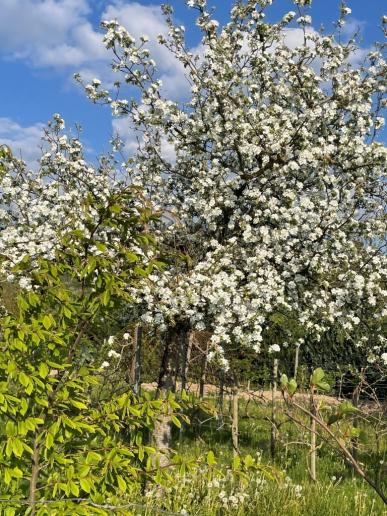 Kirschblüte oberhalb von Sulzburg