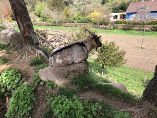 Tiere im Lilienthal